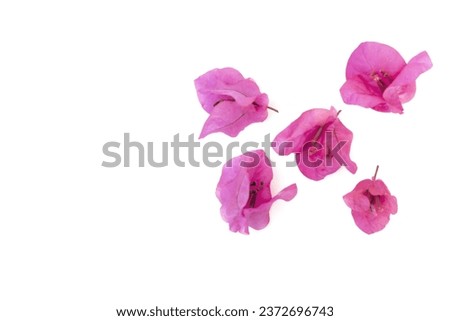 Pink bougainvillea flowers isolated on white background.