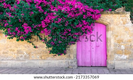 Pink bougainvillea flowers, old wooden door and cute lying cat on stone wall in Cyprus