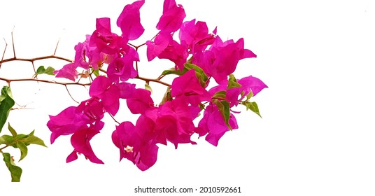 Pink Bougainvillea Flowers On White Background Stock Photo 2010592661 ...