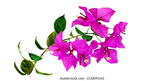 52,363 Bougainvillea White Stock Photos, Images & Photography ...