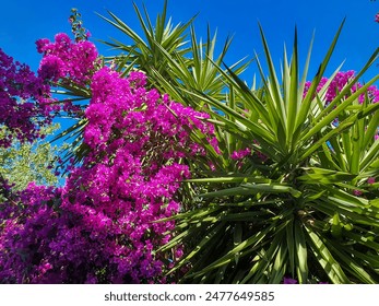 Pink Bougainvillea flowers and palm trees in Taormina, Sicily, Italy - Powered by Shutterstock