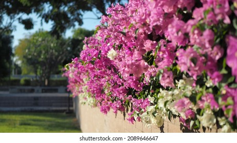 10,249 Bougainvillea wallpaper Images, Stock Photos & Vectors