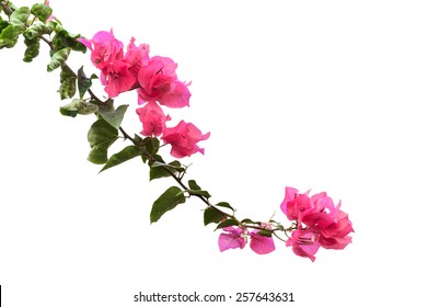74,972 Pink bougainvillea Images, Stock Photos & Vectors | Shutterstock