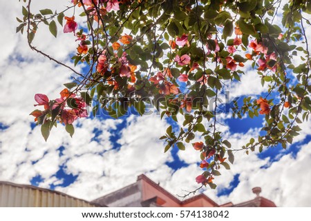 Pink Bougainvillea Green Leaves Blue Sky San Miguel de Allende Mexico Bougainvillea Spectablis
