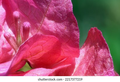 Pink Bougainvillea Just Before Blooming