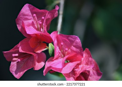 Pink Bougainvillea Just Before Blooming