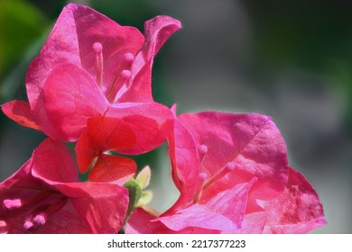 Pink Bougainvillea Just Before Blooming