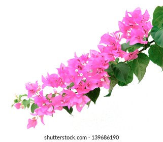 Pink Bougainvillea On White Background Stock Photo 139686190 | Shutterstock