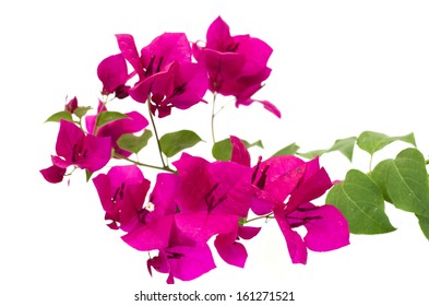 Pink bougainvillea on white background.