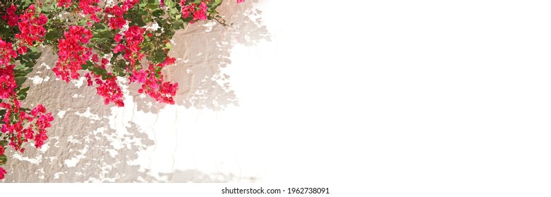 Pink bougainvillea on a white wall with copyspace, mediterranean spring and summer panoramic background - Powered by Shutterstock