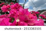 Pink bougainvillea, a popular houseplant known for its bright pink flowers. Bougainvillea, also called "PAPER FLOWER", with a bright natural background.