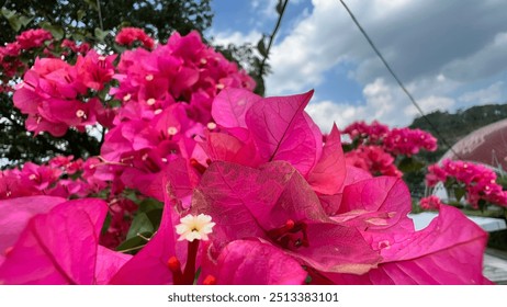 Pink bougainvillea, a popular houseplant known for its bright pink flowers. Bougainvillea, also called "PAPER FLOWER", with a bright natural background. - Powered by Shutterstock