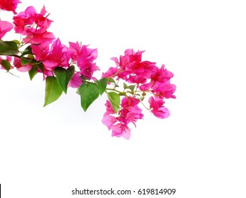 104,357 Bougainvillea Stock Photos, Images & Photography | Shutterstock