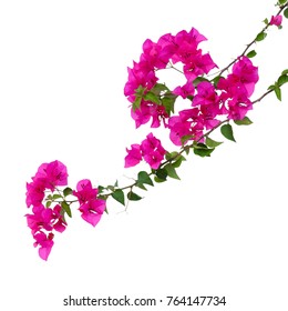 Pink bougainvilleas isolated on white background.