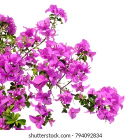 Pink bougainvilleas isolated on white background.