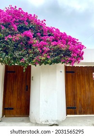 261 Two Color Bougainvillea Images, Stock Photos & Vectors 