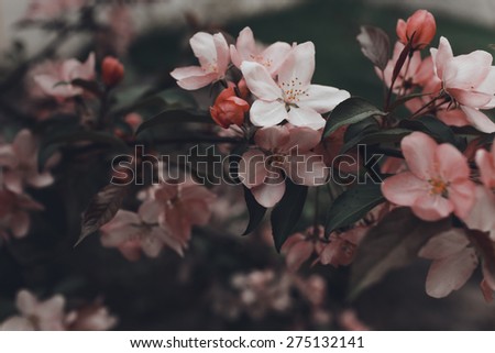 pink branch blooming apple trees in the garden in summer 