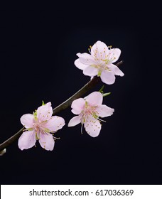 Cherry Blossom Branch Black White Images Stock Photos Vectors