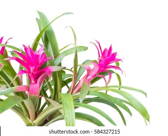 Pink Bromeliad Flower.