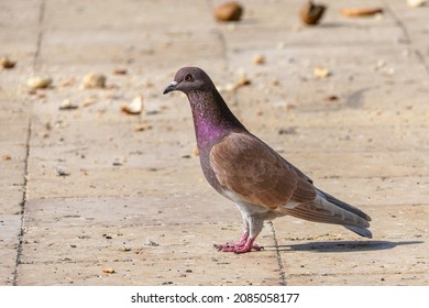 Pink Brown Racing Homer Pigeon Bird Closeup