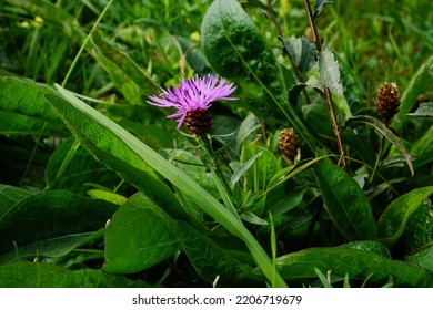 Pink Brownray Knapweed Flower On The Green Gras Background