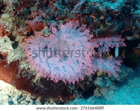 Pink bubble tentacle anemone attached to reef with soft translucent texture in tropical underwater habitat