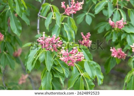 Pink buckeye tree blossoms and lush green leaves in spring