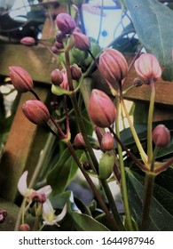 Pink Buds On An Evergreen Clematis Plant