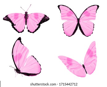  pink  butterflies isolated on a white background. moths for design