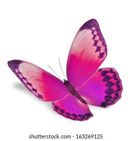 ピンク 蝶 の写真素材 画像 写真 Shutterstock
