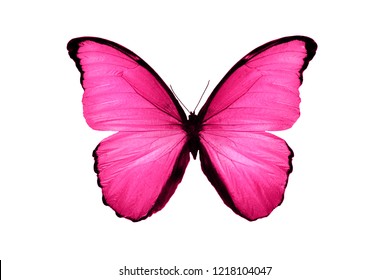  pink butterfly isolated on white background