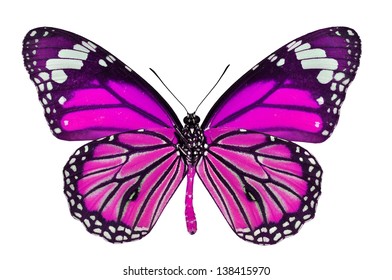 Pink Butterfly Isolated On White Background Stock Photo 138415970 ...