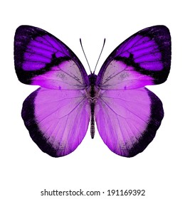 65,746 Butterfly pink purple Images, Stock Photos & Vectors | Shutterstock