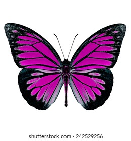 Pink Butterfly Isolated On White Background Stock Photo 412846036 ...