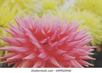 Pink Cactus Dahlia In Flower