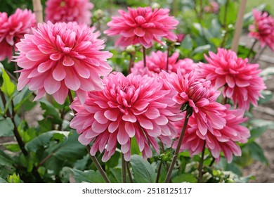 Pink cactus decorative dahlia ‘Missis Dutch’ in flower.