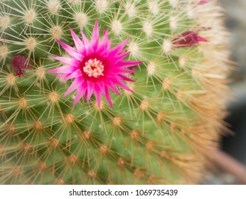 The Pink Cactus Flower Blooming in The Garden
