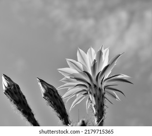 Pink Cactus Flower On Sky Background