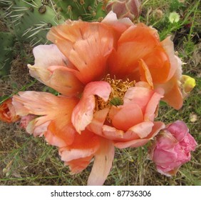 Pink Cactus Flower, Orange County, CA