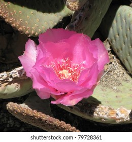 Pink Cactus Flower, San Bernardino National Forest, California