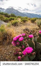 Pink Cactus Flowers Bloom In Desert Landscape Snowy Sierra Nevada Mountains