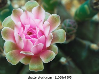 The Pink Cactus Flowers Blooming in The Pot