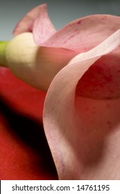 Pink Cala Lily Close Up