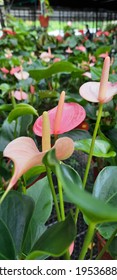 Pink Cala Lily In My Garden