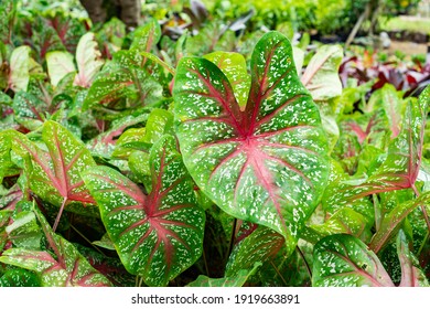 Pink Caladium House Plants In Middle Of Garden. Caladium Party Punch With Pink Lines In The Middle Of Large Wide Green Leaf. Caladium Bicolor Rosebud Hearts Delight Variety.