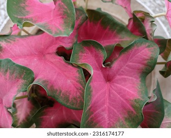 Pink caladium or Caladium Rose Glow with the common name Shade Caladium is an ornamental plant that has leaves with a combination of pink in the middle and green on the sides.  - Shutterstock ID 2316174177