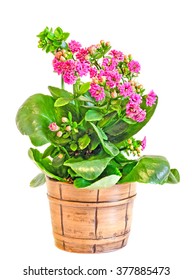 Pink Calandiva flowers, Kalanchoe, family Crassulaceae, brown rustic flowerpot, vintage vase, close up, white background.