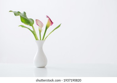 Pink Calla Lily In Vase  On White Background