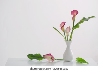 Pink Calla Lily In Vase  On White Background