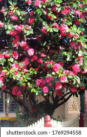A pink Camellia bush in full bloom growing in a front garden. Camellia japonica